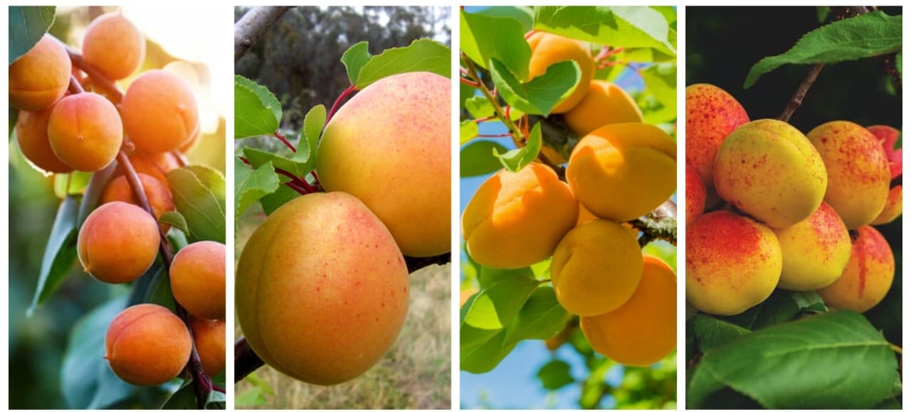 Amino Vista Background