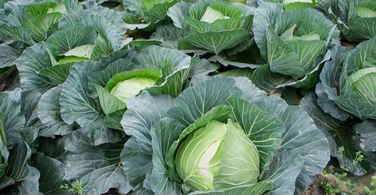 F45 Vista Background