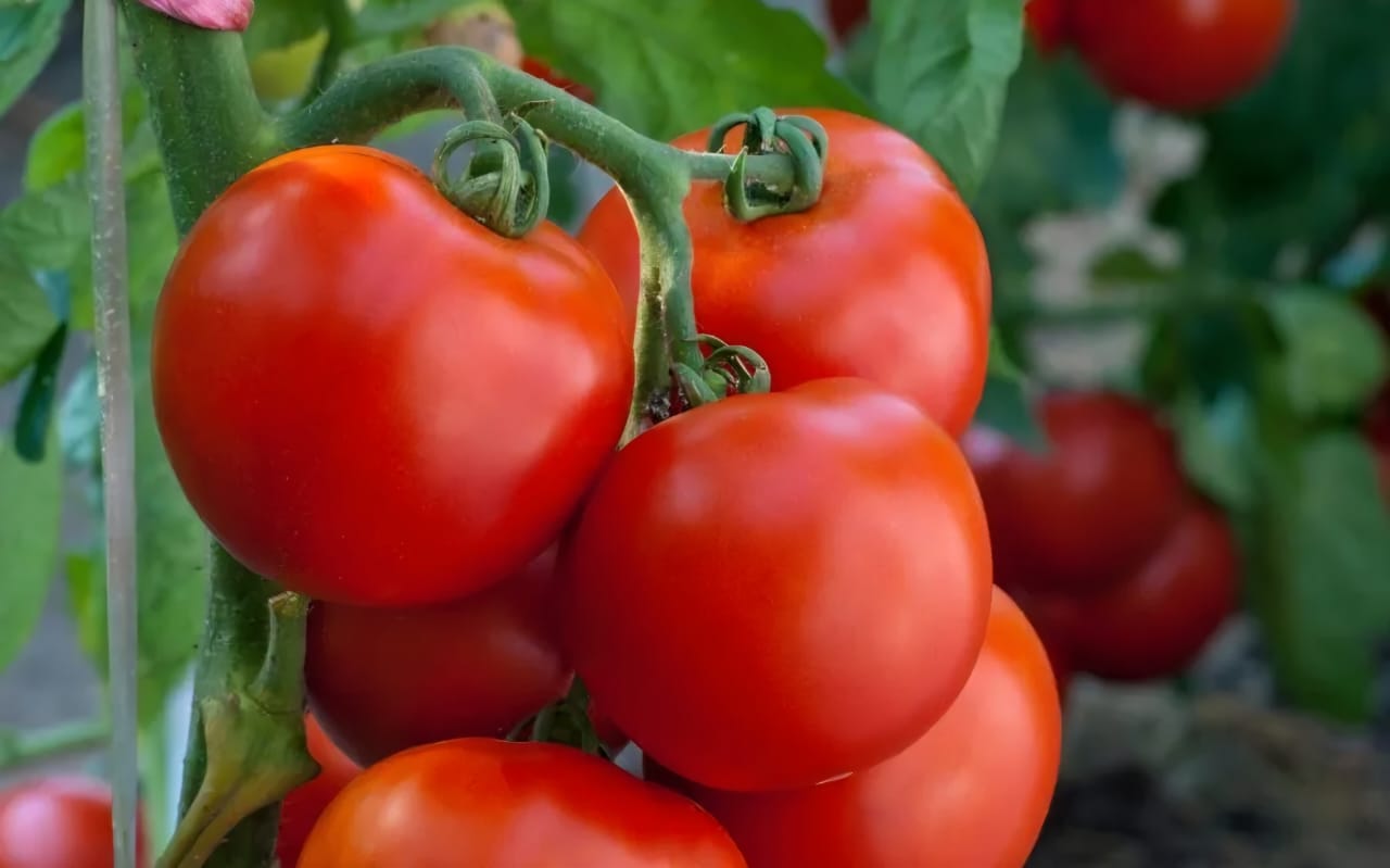 Cal Mag Vista Background