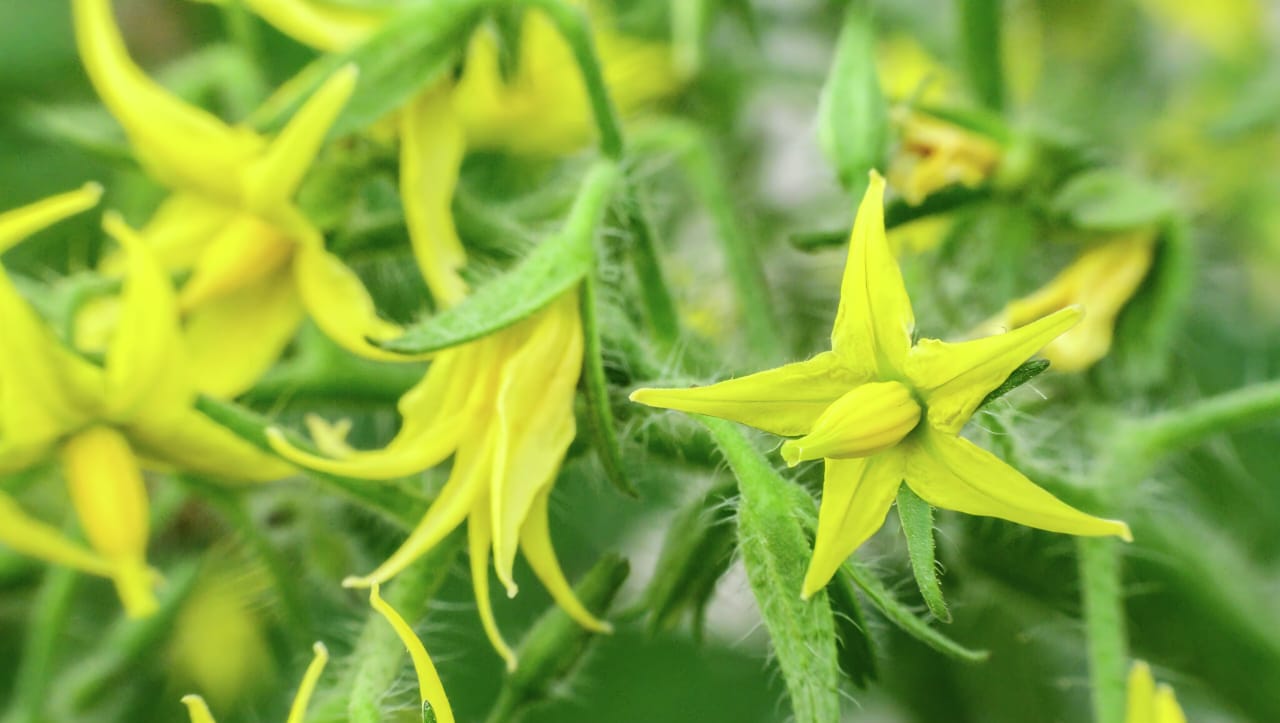 Phosphorus Formulas Background