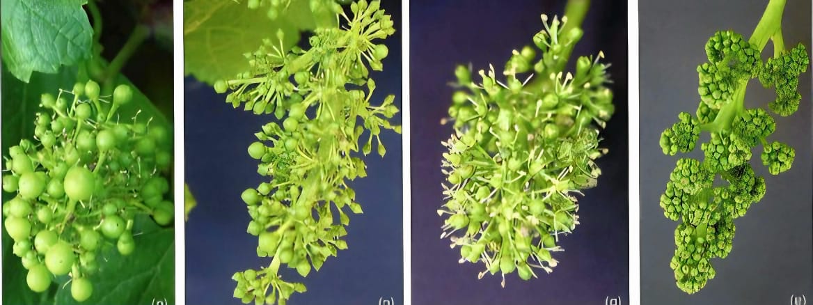 Phosphorus Potassium Background