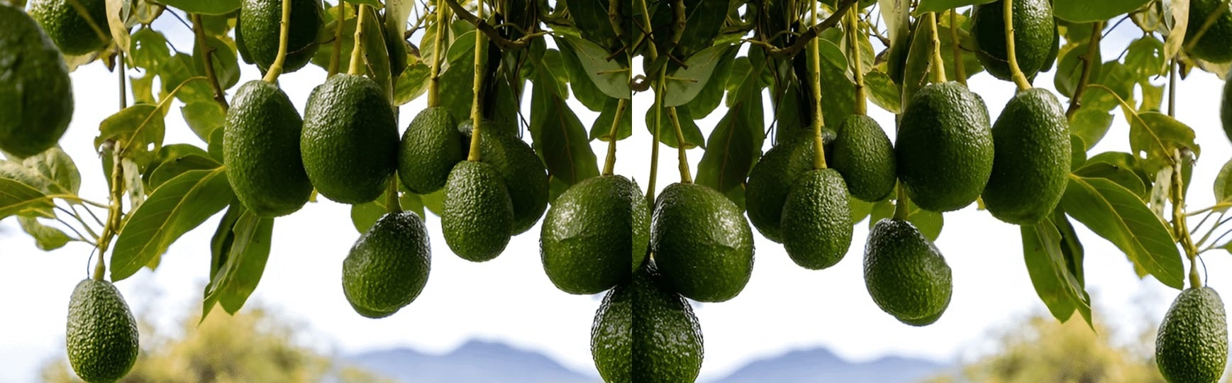 Potassium Formulas Background